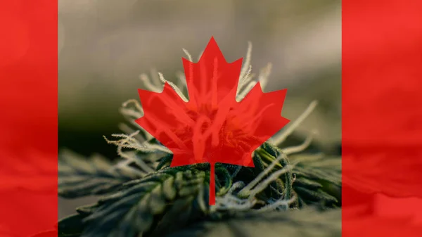 Crecimiento y el consumo de marihuana en Canadá. Importador de marihuana del mundo 2019 — Foto de Stock
