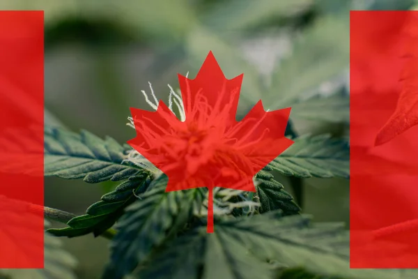 Crecimiento y el consumo de marihuana en Canadá. Importador de marihuana del mundo 2019 — Foto de Stock