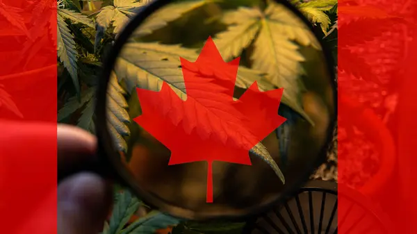 Crecimiento y el consumo de marihuana en Canadá. Importador de marihuana del mundo 2019 — Foto de Stock