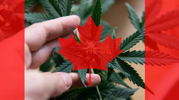 Crecimiento y el consumo de marihuana en Canadá. Importador de marihuana del mundo 2019 — Foto de Stock