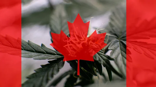 Crecimiento y el consumo de marihuana en Canadá. Importador de marihuana del mundo 2019 — Foto de Stock