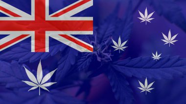 büyüyen ve Avustralya'da esrar tüketmek. Dünya esrar ithalatçı 