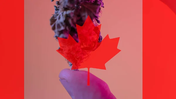 Legalización de la marihuana medicinal en Canadá en 2019 — Foto de Stock