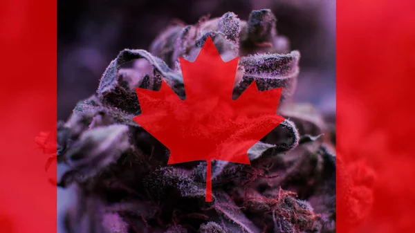 Legalización de la marihuana medicinal en Canadá en 2019 — Foto de Stock