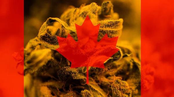 Legalización de la marihuana medicinal en Canadá en 2019 — Foto de Stock