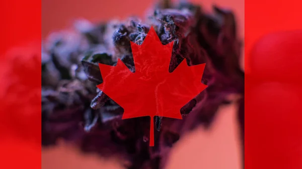 Legalización de la marihuana medicinal en Canadá en 2019 — Foto de Stock