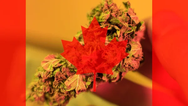 Legalización de la marihuana medicinal en Canadá en 2019 — Foto de Stock