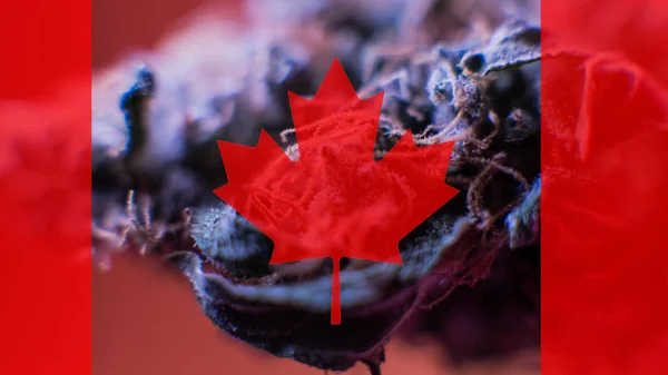 Legalización de la marihuana medicinal en Canadá en 2019 — Foto de Stock