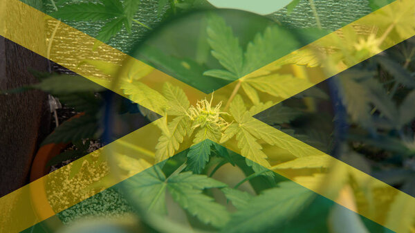 
growing and consuming marijuana in Jamaica. World Marijuana Importer