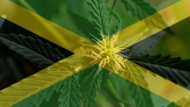  büyüyen ve Jamaika esrar tüketmek. Dünya esrar ithalatçı