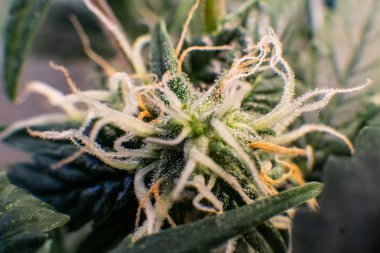  trichomes esrar tomurcukları yakın çekim üzerinde 