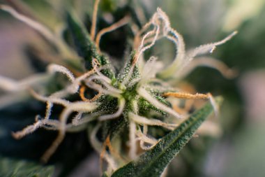  trichomes esrar tomurcukları yakın çekim üzerinde 