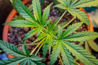 esrar makro su damlaları ile bırakır. Ot ayrıntılarda büyüyor