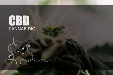  trichomes esrar tomurcukları yakın çekim üzerinde 