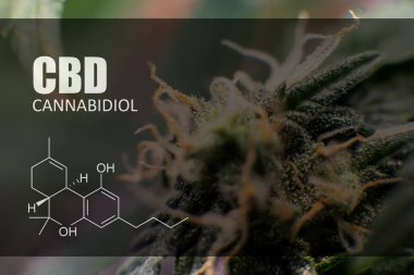  esrar trichomes içinde yer alan tetracanabinol.