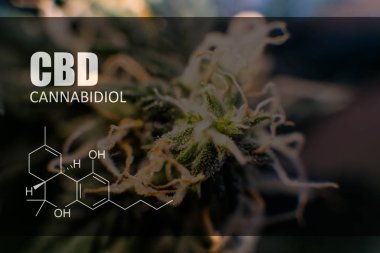  trichomes esrar tomurcukları yakın çekim üzerinde 