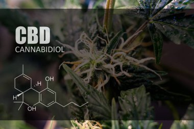  trichomes esrar tomurcukları yakın çekim üzerinde 
