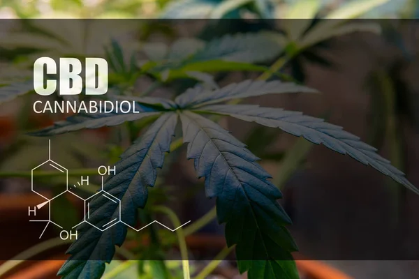 Growing medical marijuana in canada. Professional Growing Marijuana — Stock Photo, Image