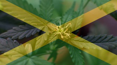 büyüyen ve Jamaika esrar tüketmek. Dünya esrar ithalatçı