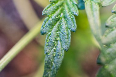  Kanada tıbbi esrar büyüyen. Profesyonel büyüyen esrar