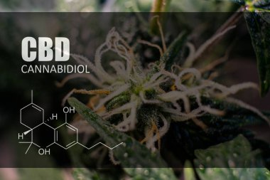  trichomes esrar tomurcukları yakın çekim üzerinde 