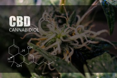  trichomes esrar tomurcukları yakın çekim üzerinde 