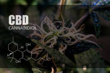  trichomes esrar tomurcukları yakın çekim üzerinde 