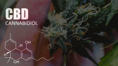 ABD tıbbi esrar büyüyen. Esrar tomurcukları yakın çekim