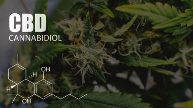 Çiçekli esrar tomurcuk içinde yakın çekim. Trichomes THC Cbd öğeleri