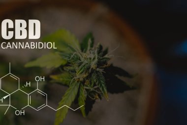 ABD tıbbi esrar büyüyen. Esrar tomurcukları yakın çekim