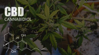 ABD tıbbi esrar büyüyen. Esrar tomurcukları yakın çekim