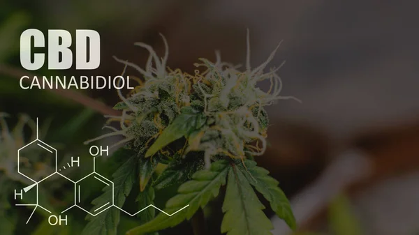 Growing  medical marijuana in USA. Weed buds close-up — Stock Photo, Image