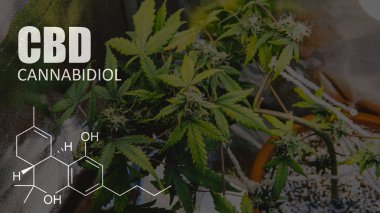 Satılık Kenevir dünyanın eğlence amaçlı. Yunanistan tıbbi esrar üretim lisansını