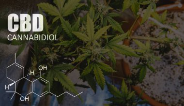 Satılık Kenevir dünyanın eğlence amaçlı. Yunanistan tıbbi esrar üretim lisansını