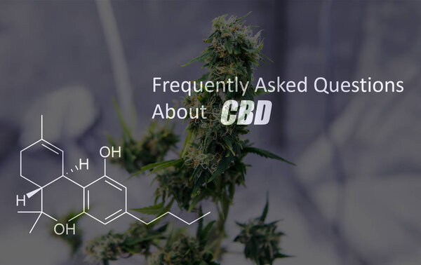 Трихоумы готовы к сбору урожая с элементами CBD THC внутри. Медицинская марихуана в США
