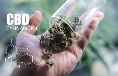 öğeleri Tıbbi Esrar suşları Thc Cbd kimyasal formüller 