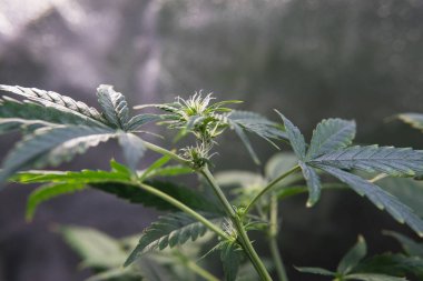 Tıbbi esrar ABD'de kapalı büyüyen. Ot haber 2019