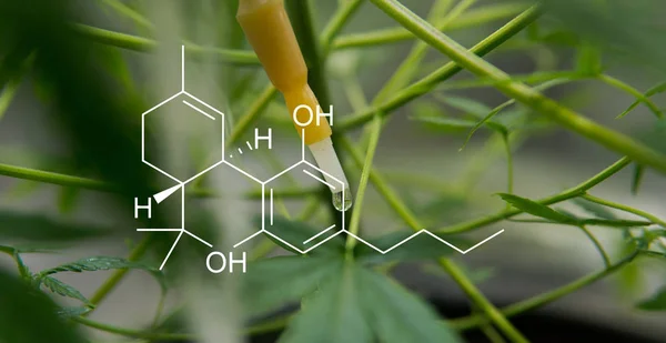 Büyüyen damla sulama. Esrar suşları kapalı büyüyen