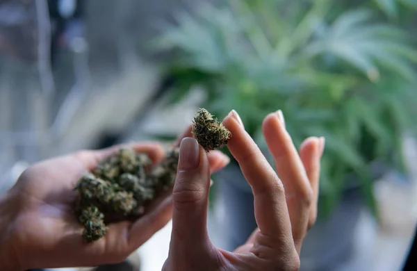 Medical Marijuana di tangan close-up. Melegalkan gulma medis di dunia 2019 — Stok Foto