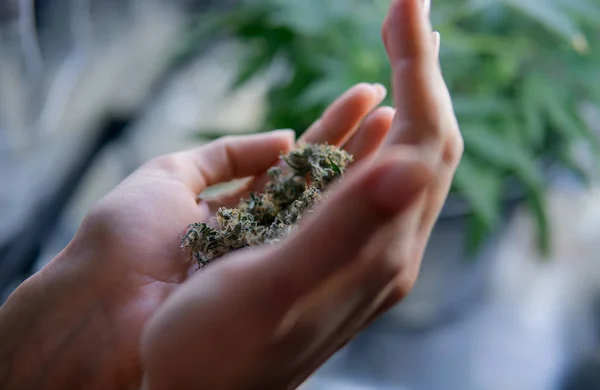 Ganja tunas di tangan perempuan close-up. Candian Marijuana berita — Stok Foto