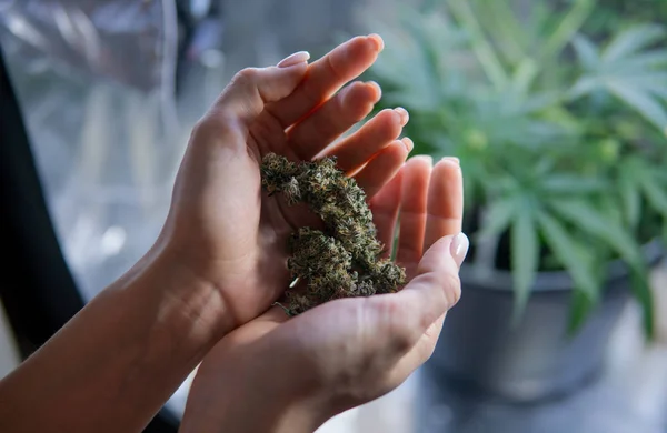 Girl holding fresh marijuana buds in the hands — Stock Photo, Image
