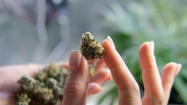 Marijuana knoppar i kvinnors händer närbild. Candian Marijuana nyheter — Stockfoto