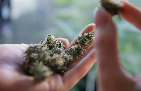 Marijuana i kvinnliga händer. Legalisering av marijuana i världen — Stockfoto