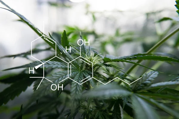 ticari esrar büyümek işlemi  