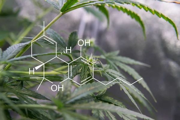 ticari esrar büyümek işlemi  