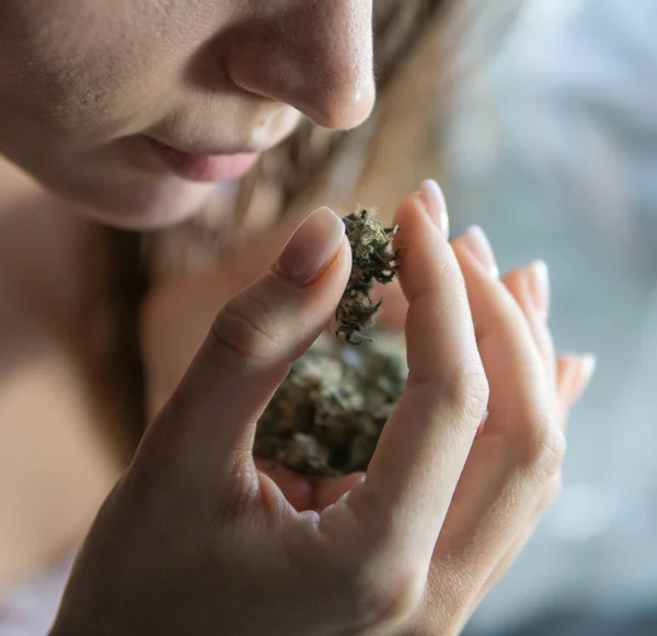Chica sosteniendo brotes de marihuana fresca en las manos —  Fotos de Stock