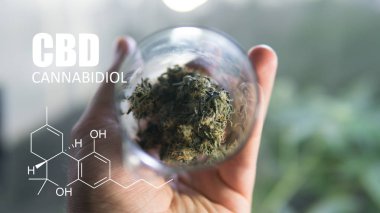 öğeleri Tıbbi Esrar suşları Thc Cbd kimyasal formüller 