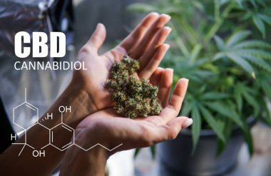 öğeleri Tıbbi Esrar suşları Thc Cbd kimyasal formüller 