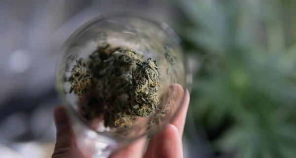 Cogollos de marihuana en vidrio. receta médica para fumar marihuana —  Fotos de Stock