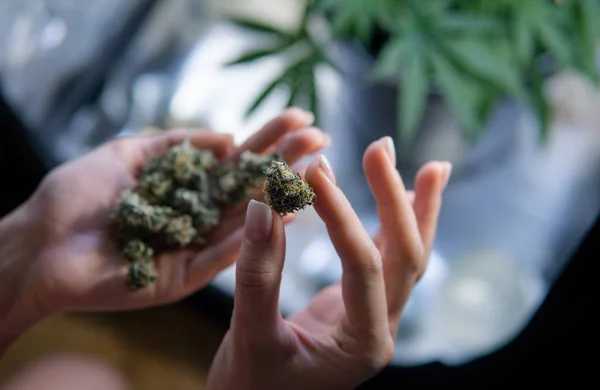 Marijuana medicinal em mãos de perto. Legalize a erva medicinal no mundo 2019 — Fotografia de Stock